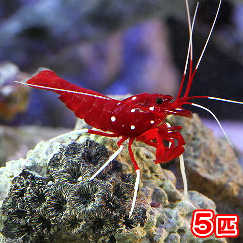 （海水魚）エビ　太平…