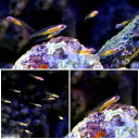 (海水魚)沖縄産 アカメハゼ(5匹)