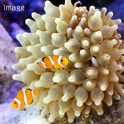 （海水魚）カクレクマノミ　Mサイズ（2匹）＋サンゴイソギンチャクセット（1セット）