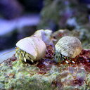 (海水魚)ヤドカリ 沖縄産 シロサンゴヤドカリ(3匹)