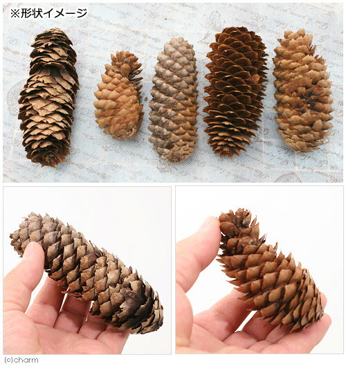 国産　訳あり長い松ぼっくり　2〜3個　小動物のおもちゃ　パインコーン　国産　無...