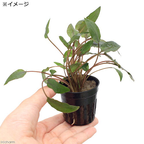 （水草）クリプトコリネ　ワルケリー（3ポット分）