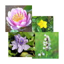 (ビオトープ)(水草)スイレン桃(1)+ホテイ草(1株)+アサザ(花色おまかせ)(1ポット)+ポンテ白(1株)