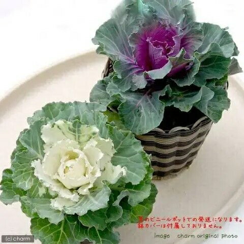 （観葉植物）ハボタン 品種おまかせ 3～3．5号（5ポット）