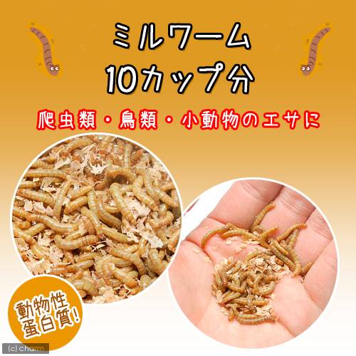 �����¡˻����ݾڤʤ����ߥ��ࡡ10���å�ʬ�����