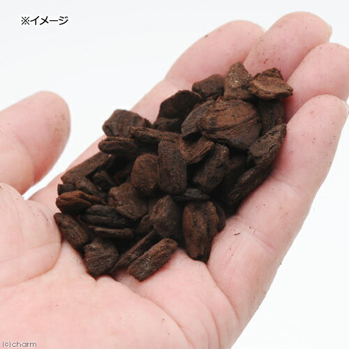 ȯ�ڥС������åס�5L������ѡ��Υ�󡡥��������տ�ʪ���ޥ���󥰡��������11���¤ꡡ����������