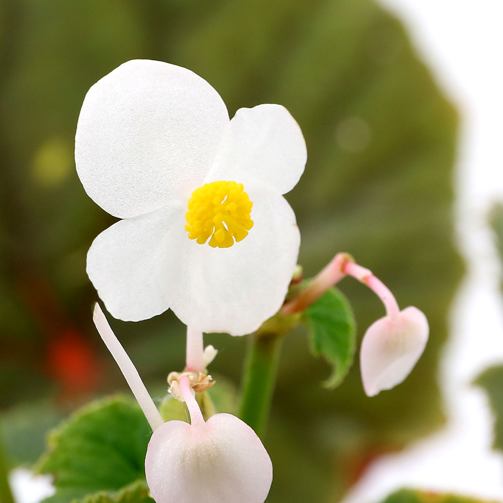（山野草）白花シュウカイドウ（白花秋海棠）3号（1ポット） 原種ベゴニア