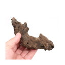 形状お任せ 煮込み済み 塊状流木 SSサイズ(約10〜15cm) 1本 レイアウト素材 関東当日便