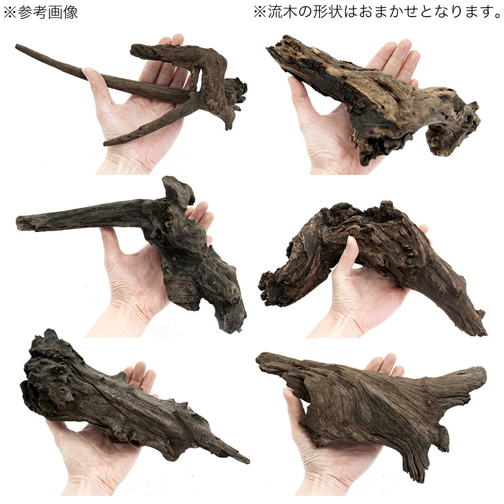 ������Ǥ�����ѹ��ߺѤߡ�����ή�ڡ�L����������25��30cm�ˡ�3�ܡ��������ꥦ�ࡡ�쥤�������Ǻࡡή�ڡ�����������