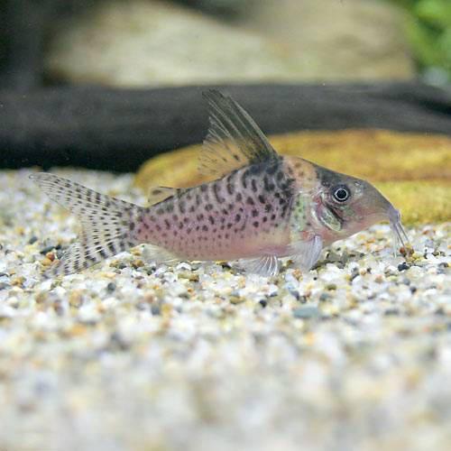 （熱帯魚）コリドラス・デルファックス（ワイルド）（3匹）　北海道・九州航空便要保温