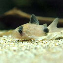 (熱帯魚)コリドラス・パンダ(9匹) 北海道航空便要保温