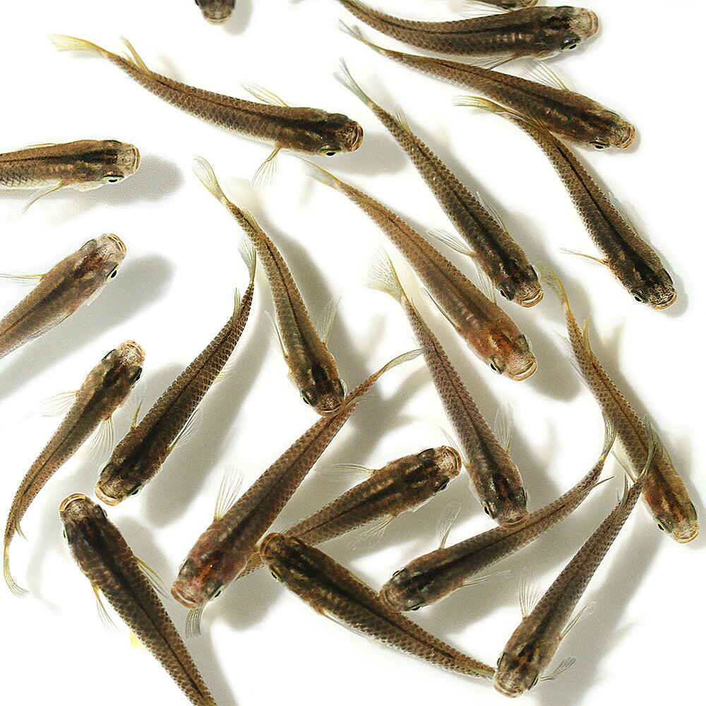 �ʤ�����˹�������鿴�ԥ��åȡ����������6ɤ�ˡܥҥ᥿�˥���5ɤ�ˡ����å�