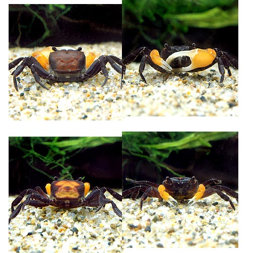 �ʥ��ӡ����ˡ˥���󥸥����ࡦ����֡�3ɤ�ˡ��̳�ƻ���彣�Ҷ������ݲ�