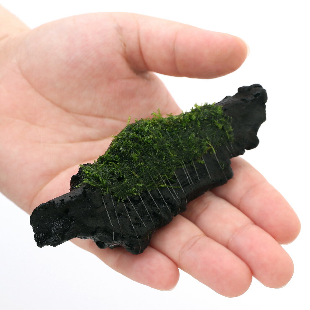 （水草）巻きたて　ウィローモス　流木　SSサイズ（約10cm）（水中葉）（無農薬）（3本） 2