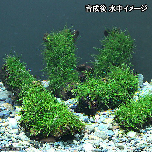 （水草）巻きたて　ウィローモス　流木　SSサイズ（約10cm）（水中葉）（無農薬）（3本） 3