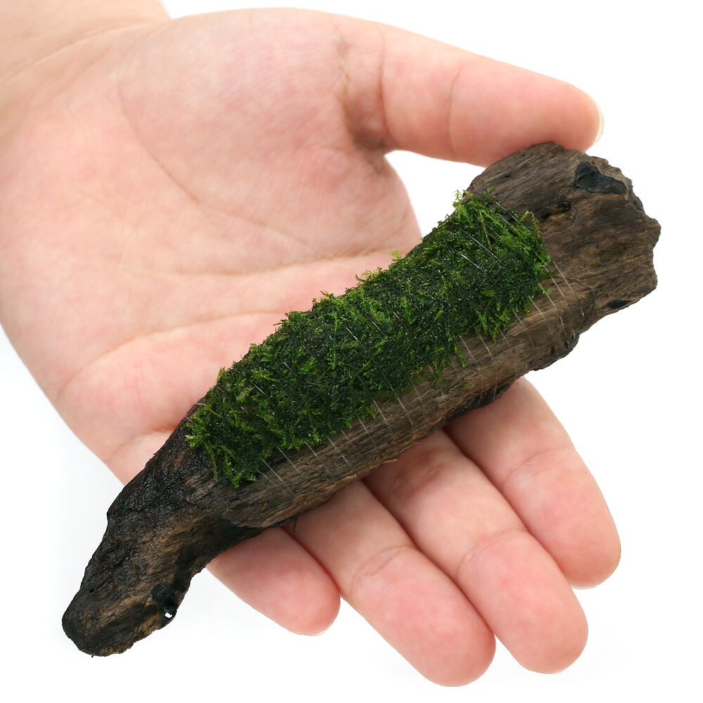 （水草）巻きたて　ウィローモス　流木　Sサイズ（約15cm）（水中葉）（無農薬）（...