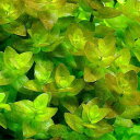 (水草)鉢植え ウォーターバコパ(水上葉)(無農薬)(3ポット分)