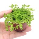 (水草)鉢植え ラージパールグラス(水上葉)(無農薬)(3鉢)