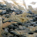 (エビ)生餌 エサ用スジエビ(100g) 活餌 北海道・九州航空便要保温