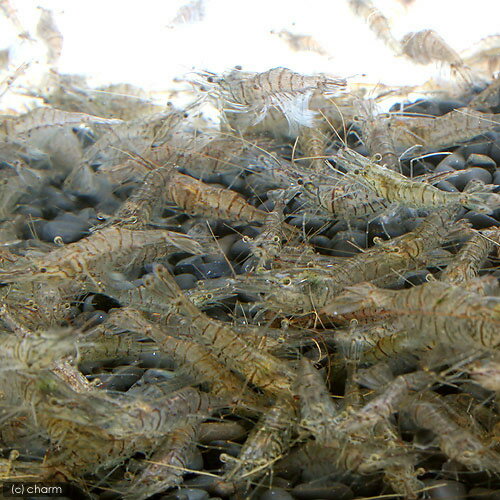 �ʥ��ӡ˻����ݾڤʤ������¡������ѥ������ӡ�100g�ˡ����