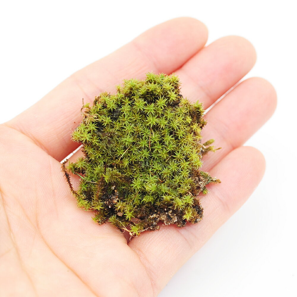 インスタント苔　スナゴケM　外径14cm×26cm　ドライタイプ　乾燥ゴケ　関東当日便