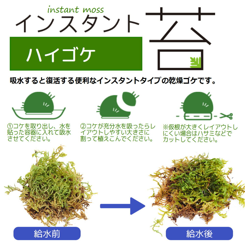 インスタント苔　ハイゴケL　外径25cm×25cm　ドライタイプ　乾燥ゴケ　関東当日便