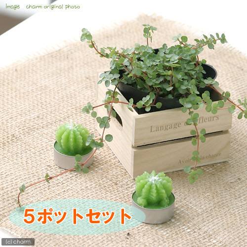 （観葉植物）ピレア グラウカ 3～3．5号（5ポット）