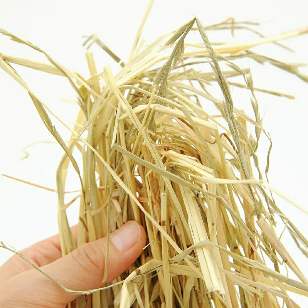 国産　天日干し　イタリアンライグラス　3kg　業務用大容量　牧草　うさぎ　小動物　お一人様2点限り　関東当日便