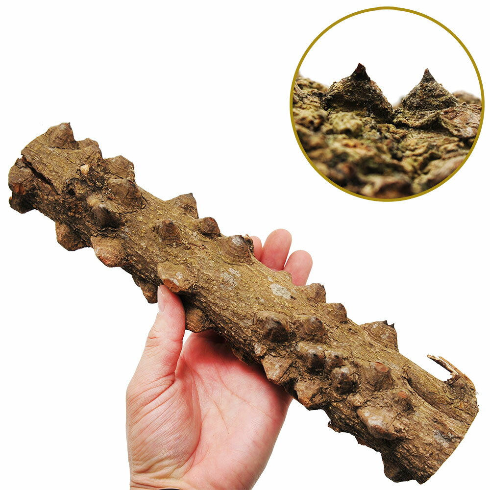 ������Ǥ������ܥ���ڡ����ޡ����硼�ȡ�3�ܥ��åȡ�DIY�Ǻࡡ����ƥꥢ�ѡ��쥤�������Ǻࡡ����������