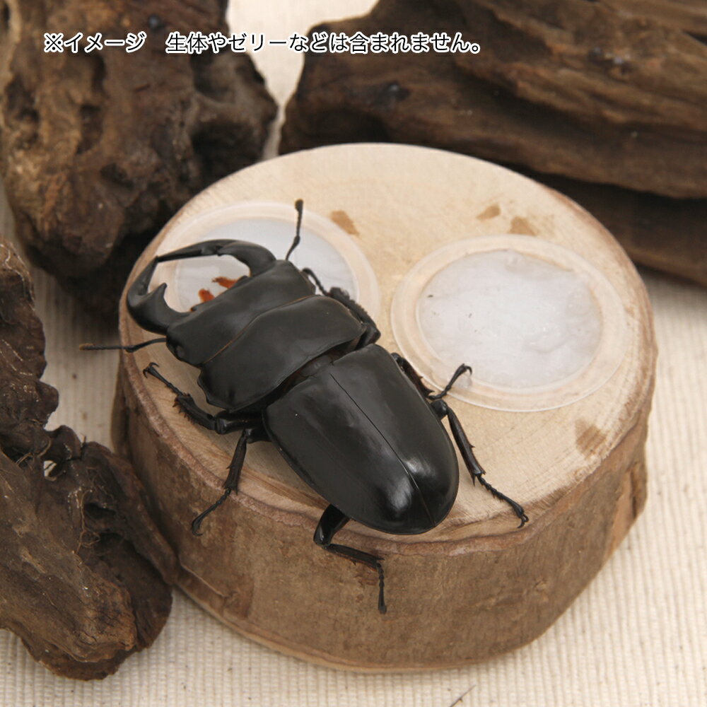 木製ゼリー皿　16g　2個用　関東当日便