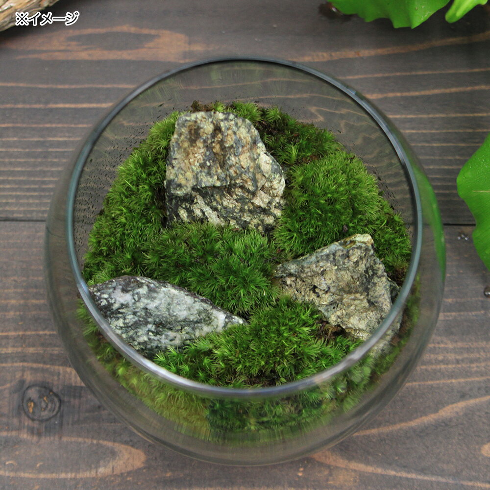 �ʴ��տ�ʪ��GEX�����饹�������ꥦ�ࡡ�ɥ��åס�A���åȡ��ܽ��͹����