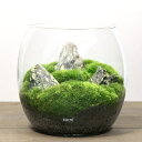 (観葉植物)GEX グラスアクアリウム ドロップ Gセット 本州四国限定