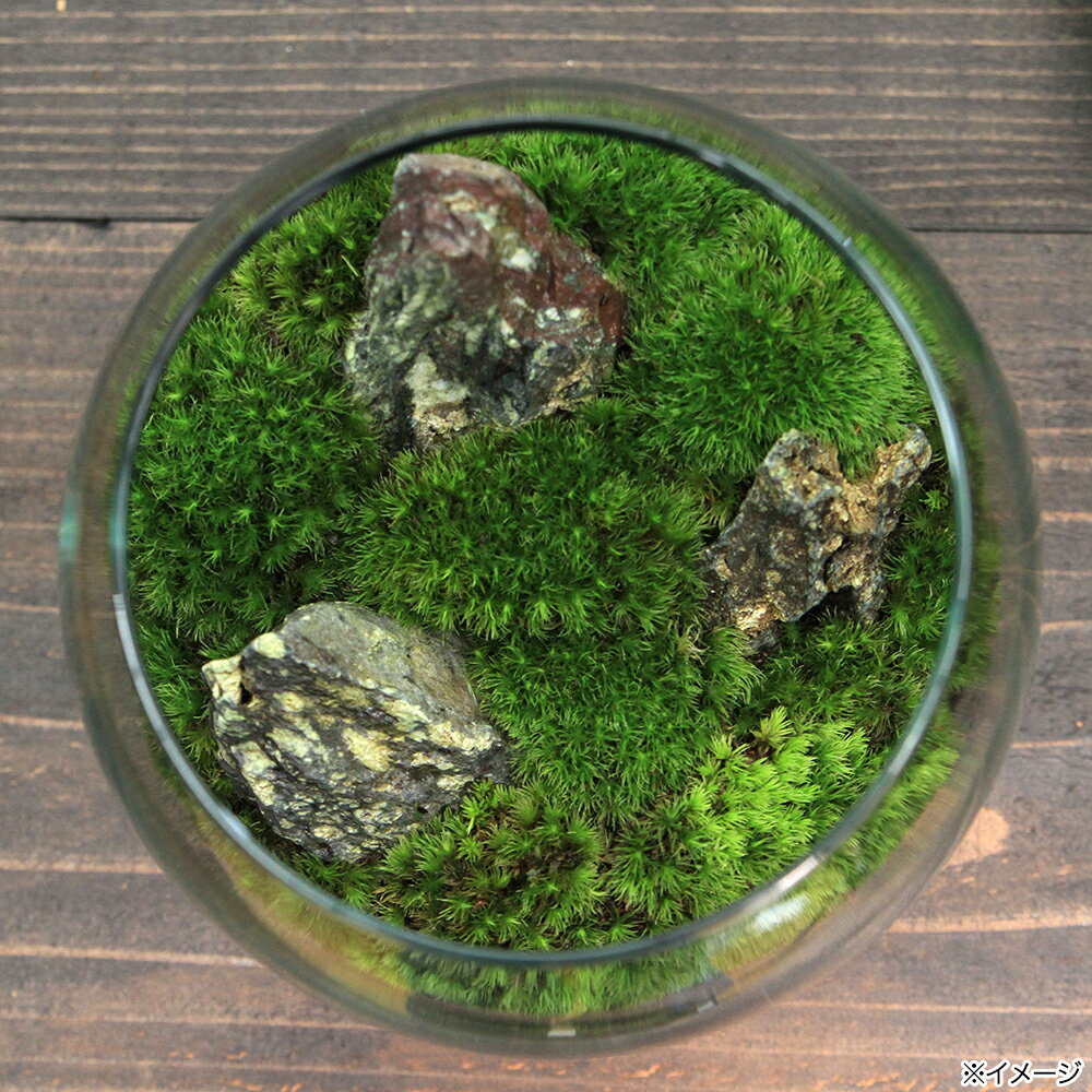 �ʴ��տ�ʪ��GEX�����饹�������ꥦ�ࡡ�ɥ��åס�G���åȡ��ܽ��͹����