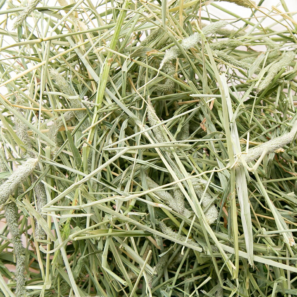 令和7年産　スーパープレミアムホースチモシー　チャック袋　250g×4袋（1kg）　牧草　うさぎ　お一人様2点限り　一番刈り　高品質　関東当日便