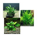 (水草)コリドラス用水草 3種(水上葉)(1セット)