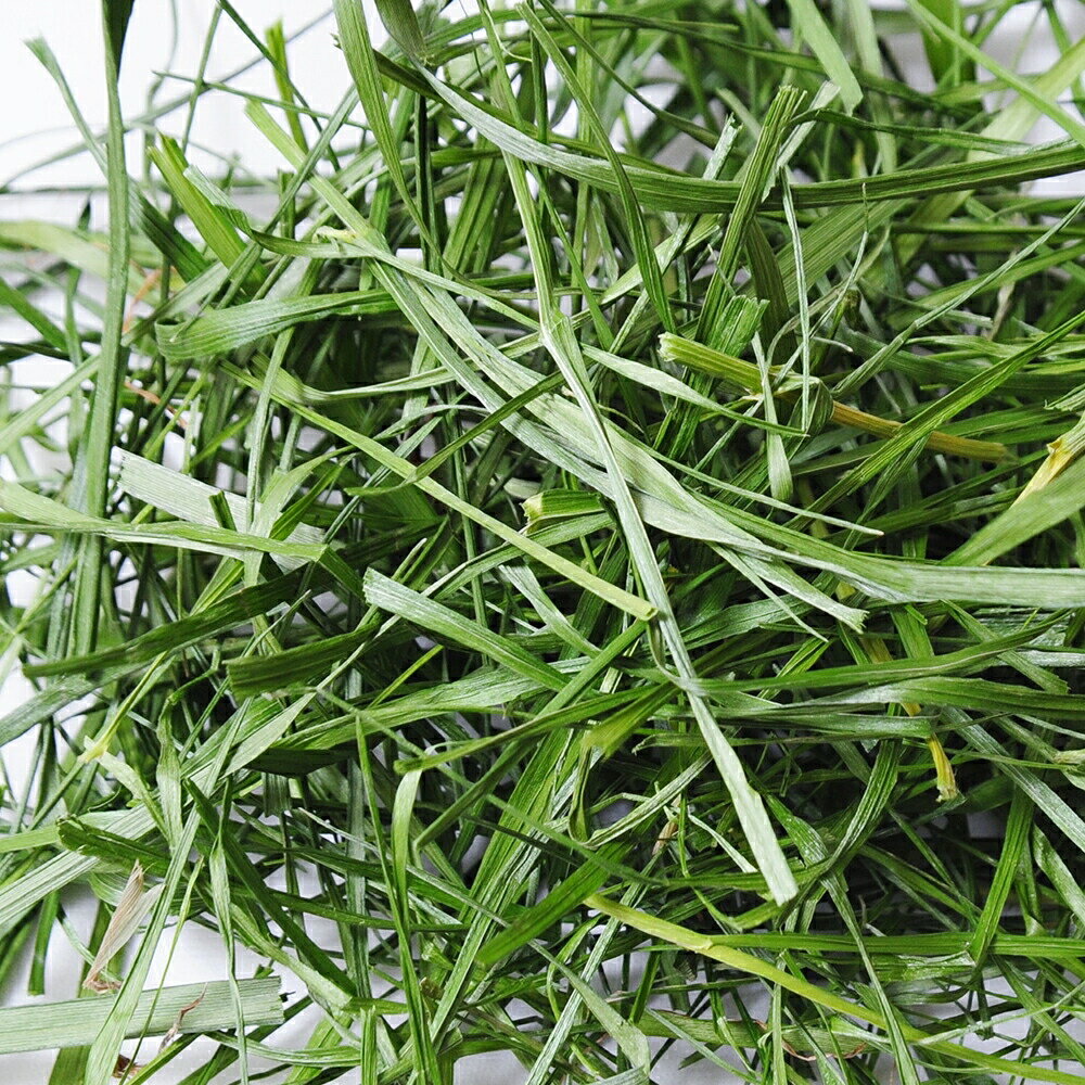 令和8年産　国産牧草　旬のやわらかイタリアンライグラス　15g　うさぎ　モルモッ...