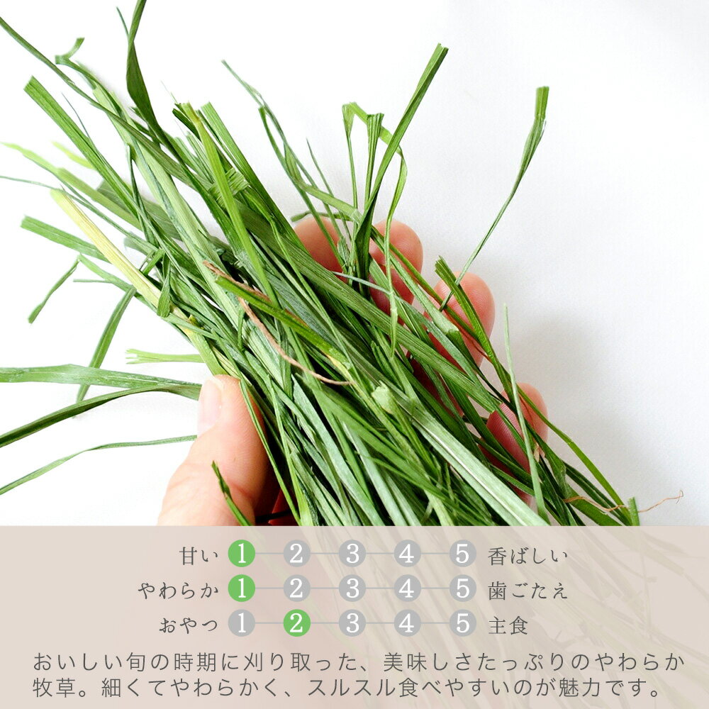 令和8年産　国産牧草　旬のやわらかイタリアンライグラス　15g　うさぎ　モルモッ...