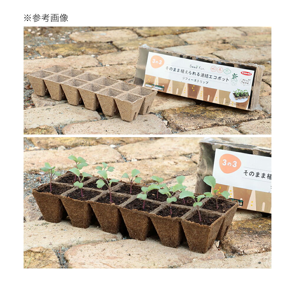 サカタのタネ　ジフィーストリップ　5cm　関東当日便