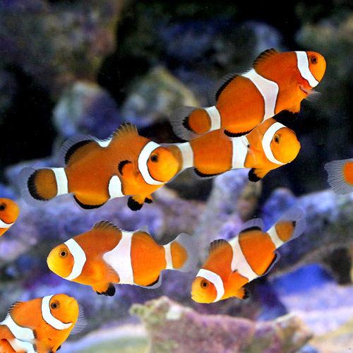 （海水魚）カクレクマノミ　Mサイズ（国産ブリード）（3匹）