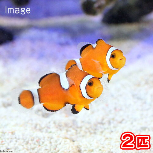 （海水魚）カクレクマノミ　イレギュラーバンド　Mサイズ（国産ブリード）（2匹）