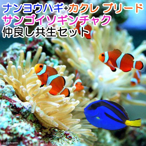 楽天市場】サンゴ 飼育 セットの通販