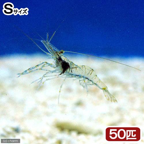 （海水魚）生餌　エサ用エビミックス　Sサイズ（50匹）　活餌