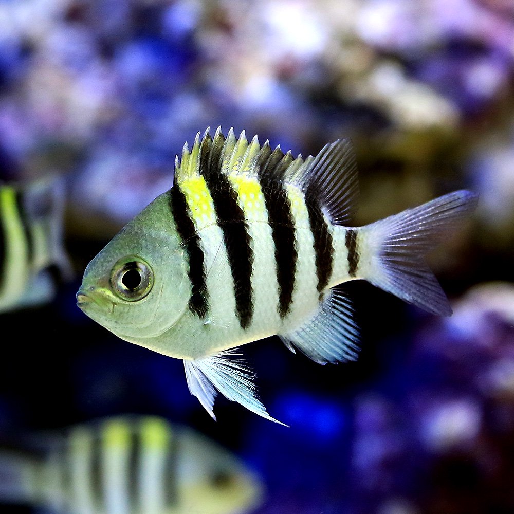 乐天商城 - （海水魚）オヤビッチャ　Sサイズ（3匹）　北海道・九州航空便要保温