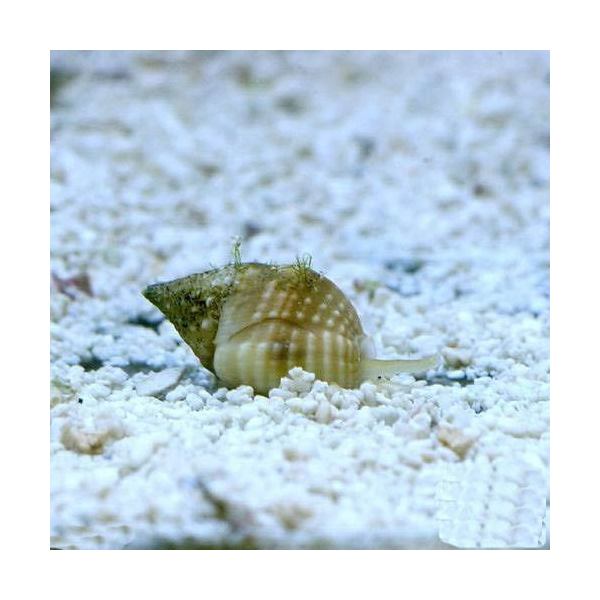 （海水魚）貝　アツムシロガイ　底砂とその他の掃除（5匹）