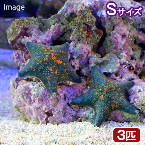（海水魚）ヒトデ　イトマキヒトデ　おまかせカラー（3匹）