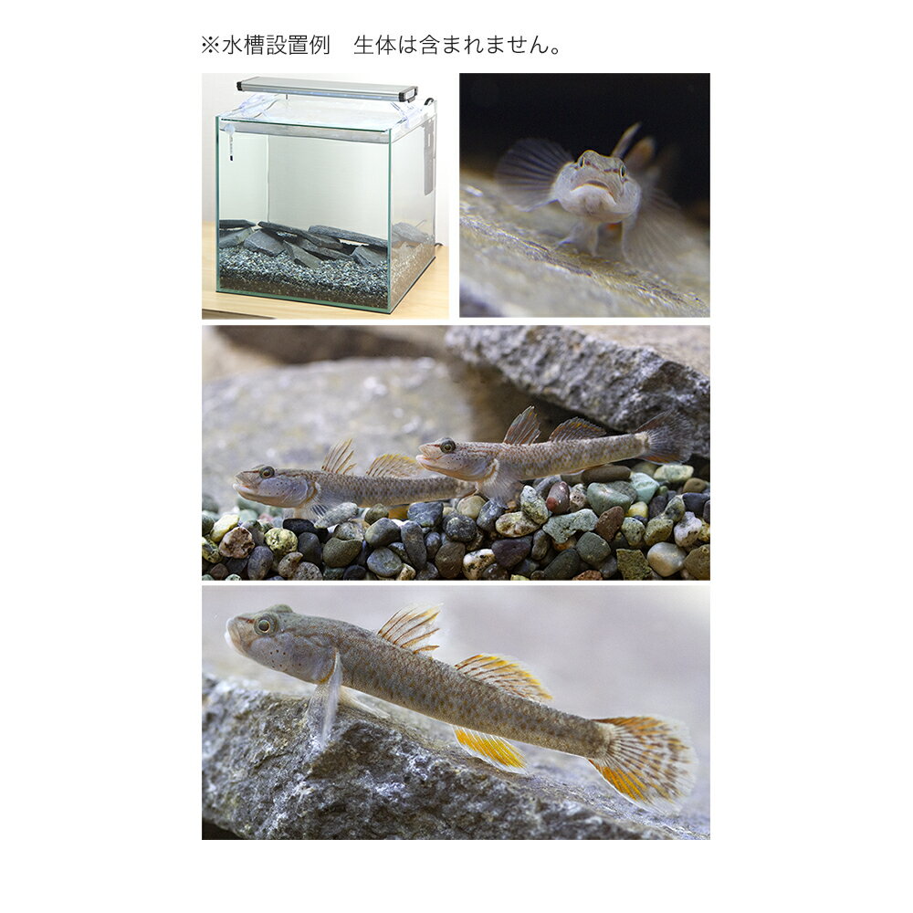 �����ϥ����饻�åȡ��������1���¤ꡡ����������