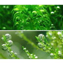 (水草)気泡水草セットC グレートモス(5本)+バブルモス(1カップ)(水中葉)