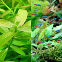 （熱帯魚）（水草）カージナルテトラ（ワイルド）（50匹）＋おまかせ有茎草（6本）　北海道・九州航空便要保温