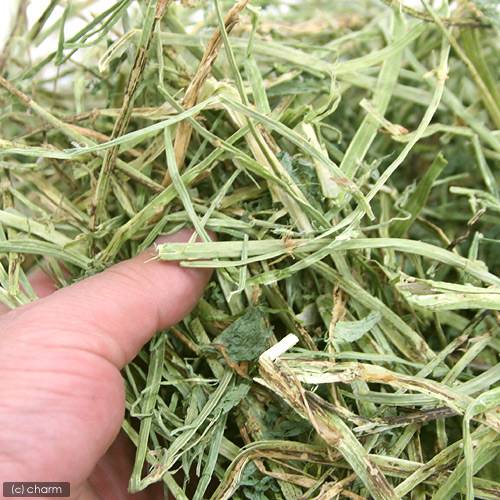 ワシントン産アルファルファ　一番刈　チャック袋　1kg（500g×2袋）　お一人様3点限り　関東当日便