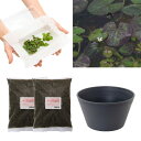 (ビオトープ)(水草)はじめての水生植物栽培セット ヒメシロアサザ 睡蓮鉢 本州四国限定 お一人様1点限り